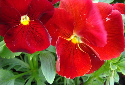 nasiona bratek wielokwiatowy TF1995 — 8