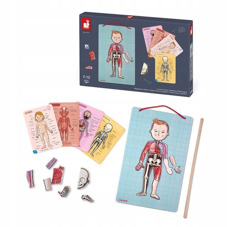 

Układanka magnetyczna Ciało człowieka, Janod