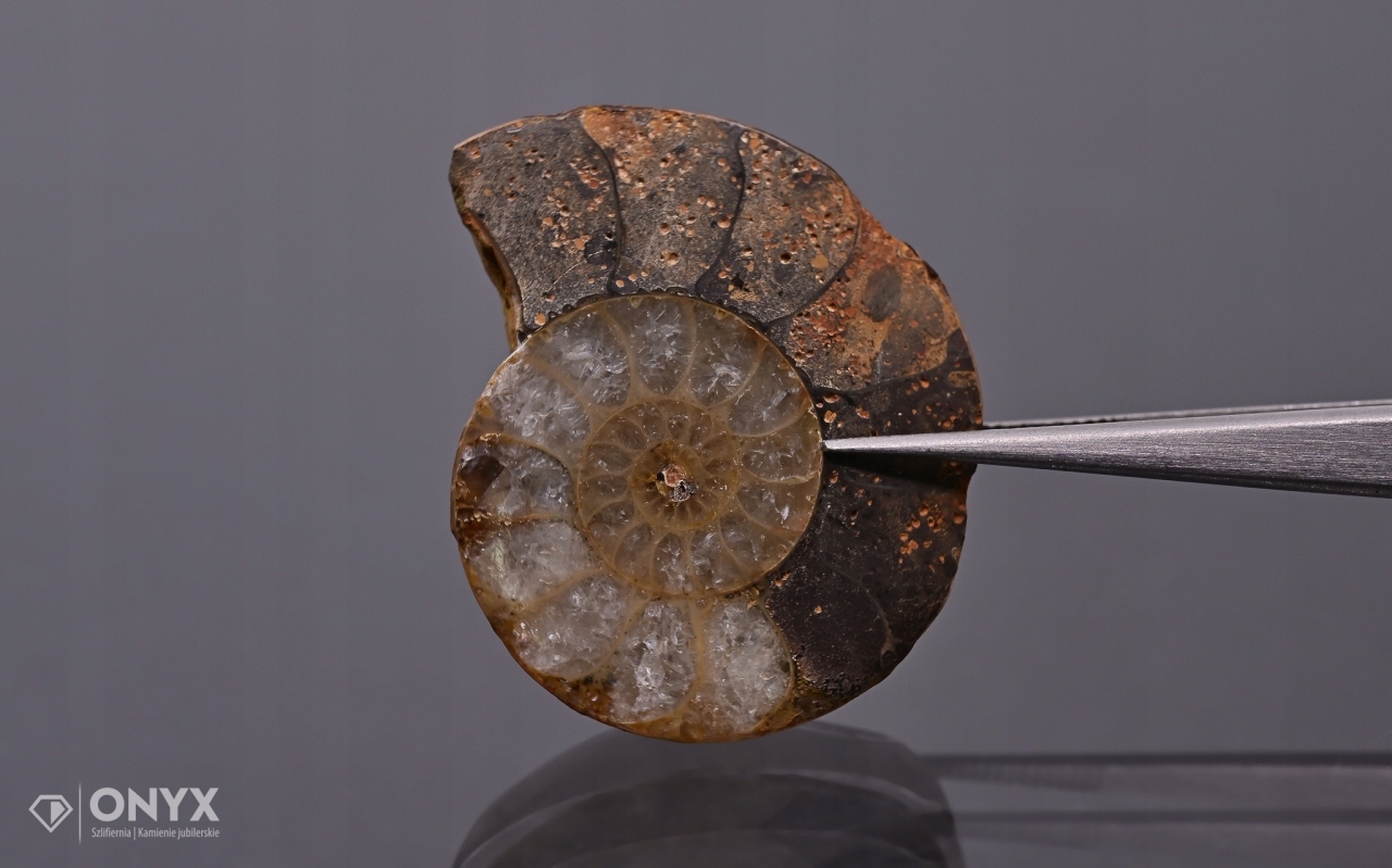 Amonit z Madagaskaru nepravidelný 31x26 mm