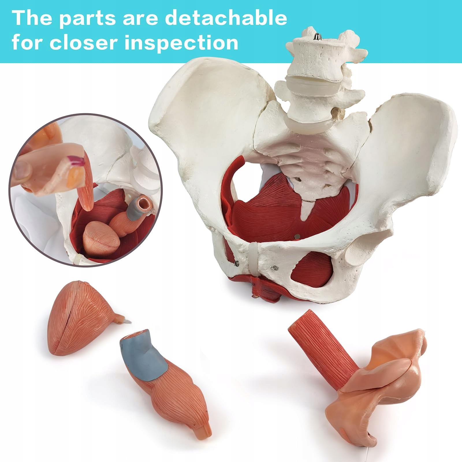 WEIBLICHES Becken Perineum Model Z Organami Edukacyjne 6 Części — miniatura 3