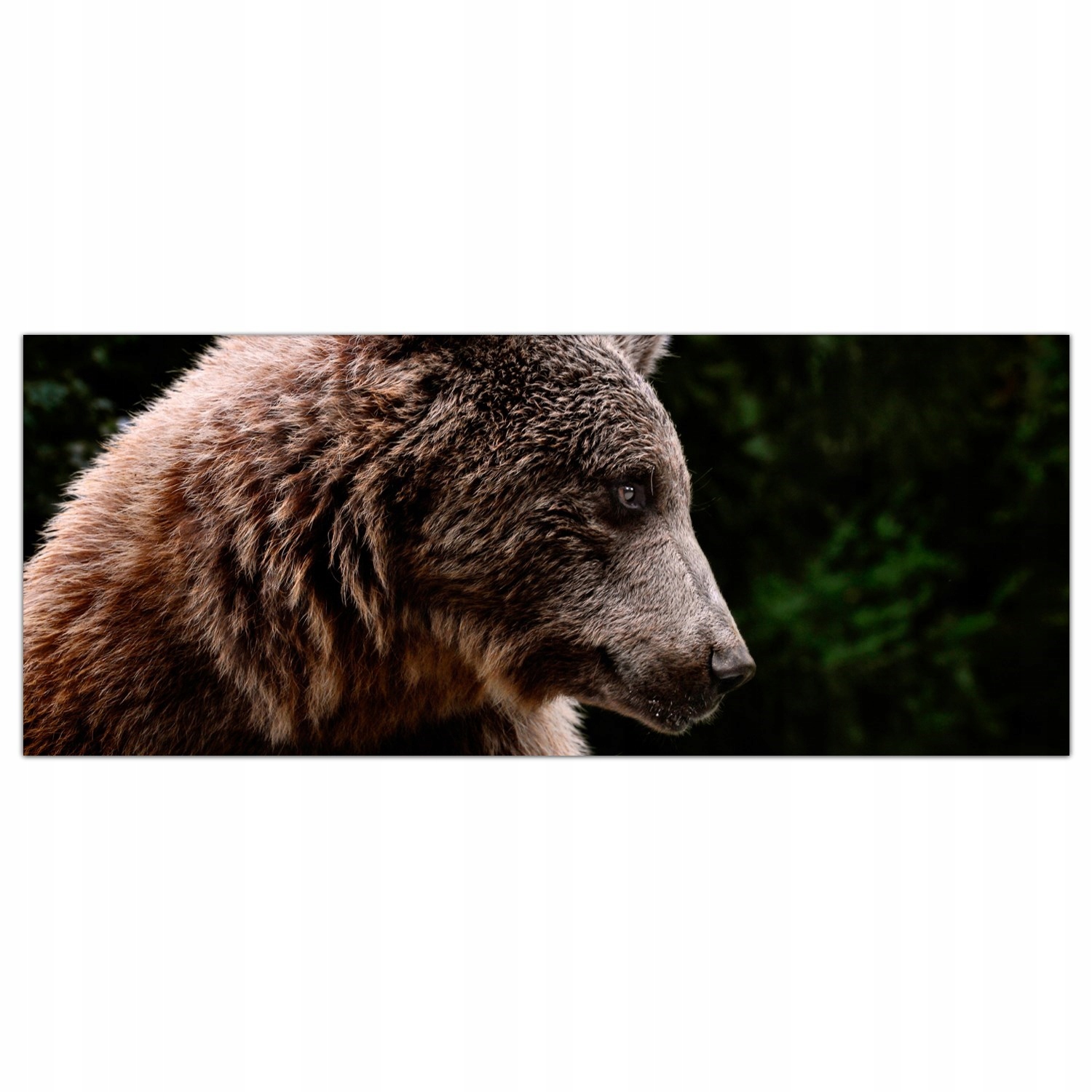 Medvěd Zvíře 125x50 Ochranný kuchyňský panel