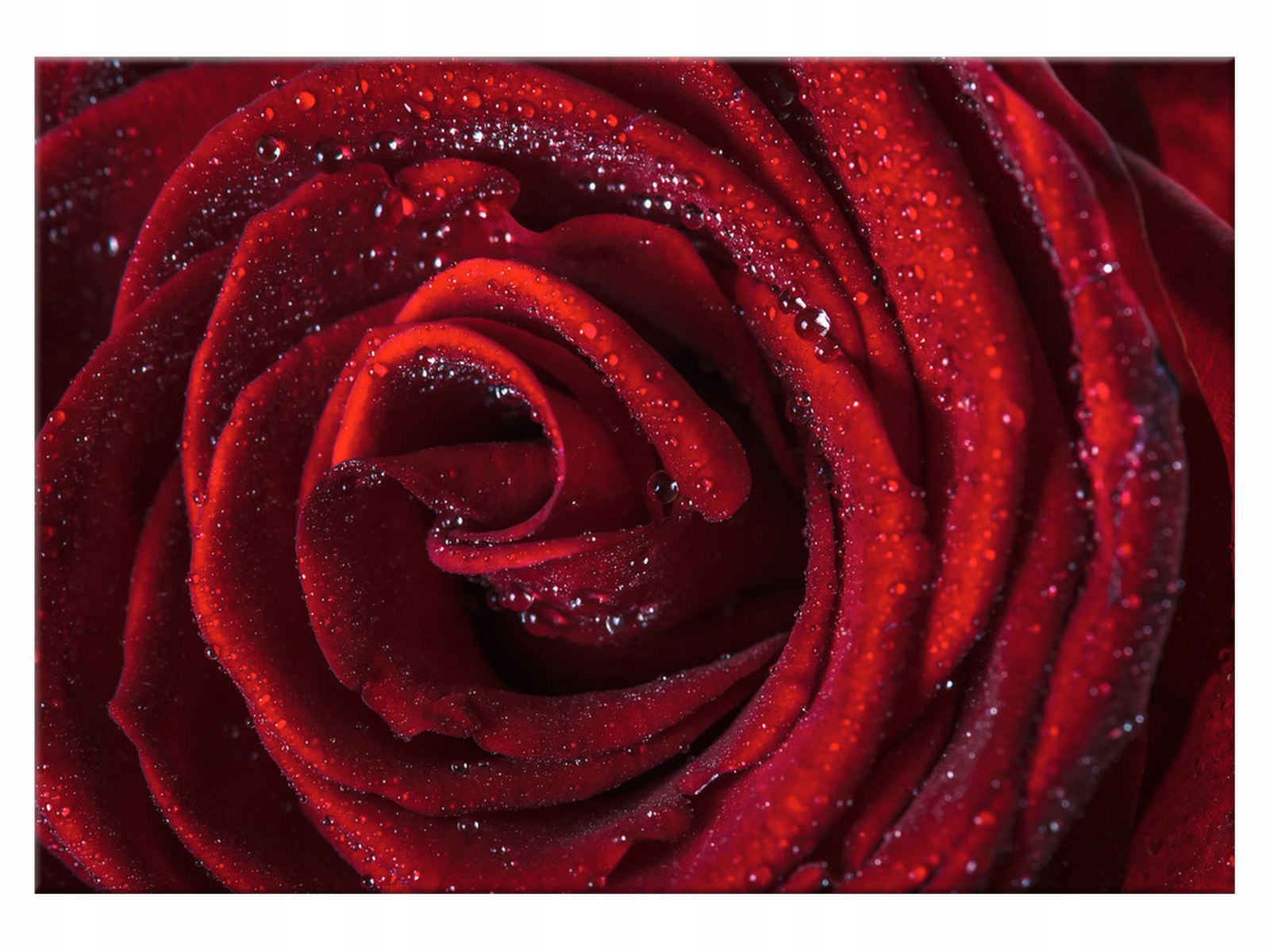 

Obraz Bordowa róża 100x70 Kwiaty 2047A_1Z salon