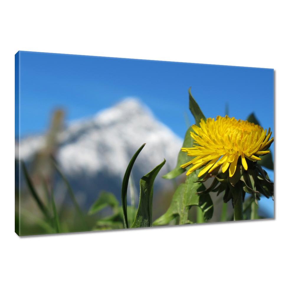 

Obrazy 120x80 Mlecz alpejski
