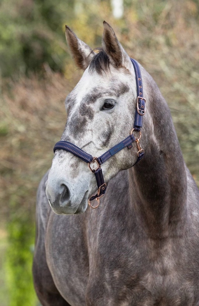 KANTAR DLA KONIA PONY ROYAL CZARNY/KARMELOWY COVALLIERO