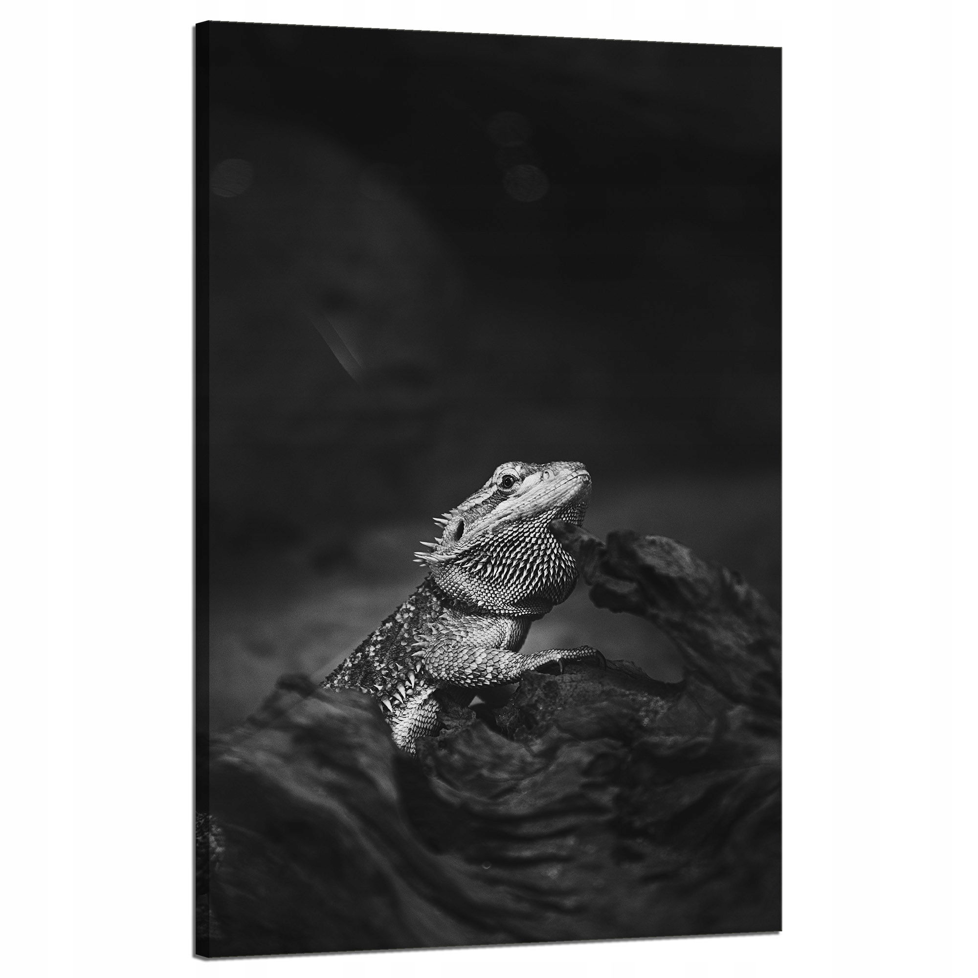 Obraz na plátně Ještěrka Gad Černobílá příroda 50x80