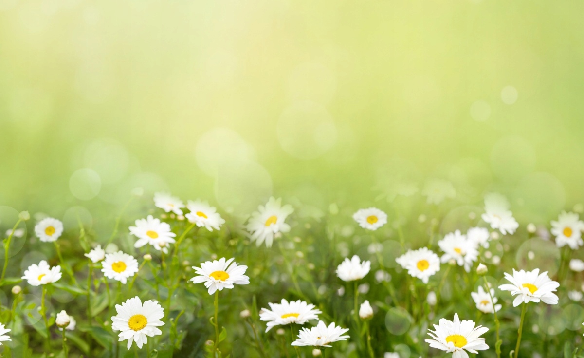 

Fototapeta Flizelinowa Stokrotki 416x254