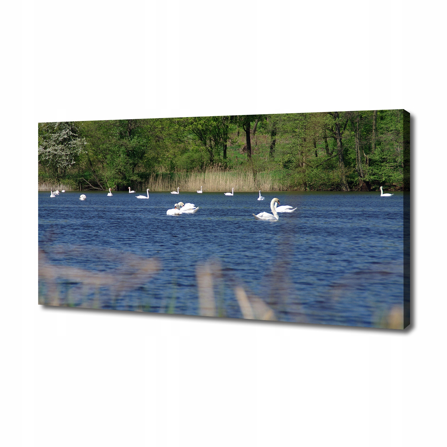 

Foto obraz na płótnie Białe łabędzie 140x70 cm