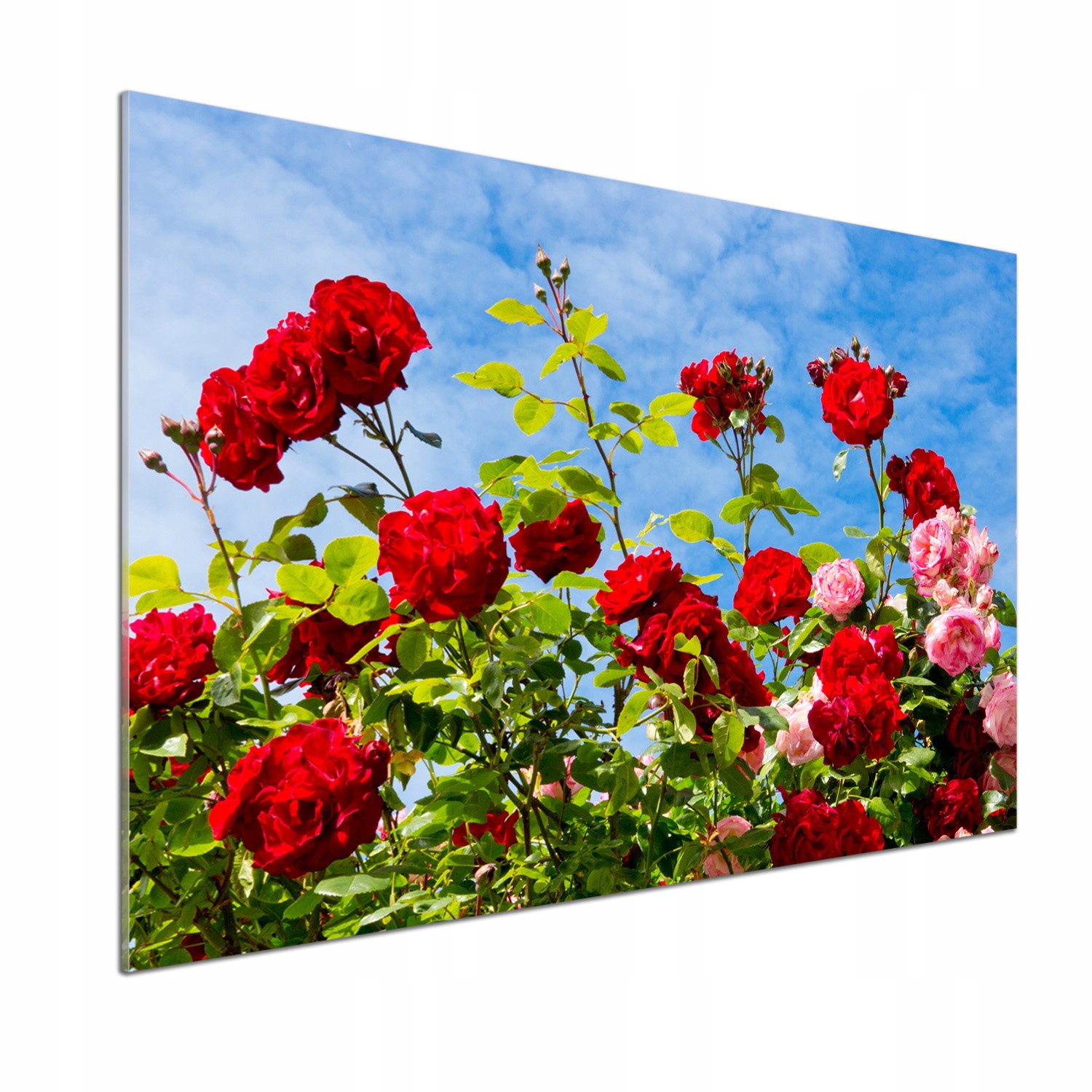 Panel dekor sklo Divoké ruže 100 x 70 cm Lepidlo