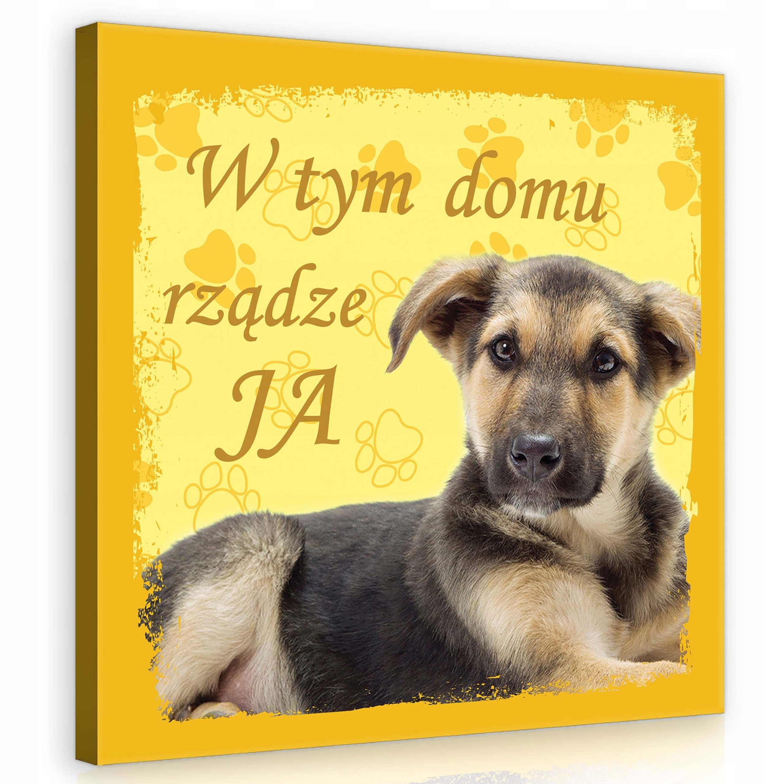 Obraz 80x80 Štěňátko pejsek roztomilý mazlíček radost útulnost tlapky žlutý