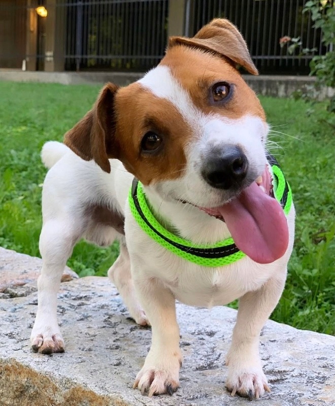 Szelki TRE PONTI Mesh Easy Fit Zielone rozmiar 1,5 Rozmiar XS