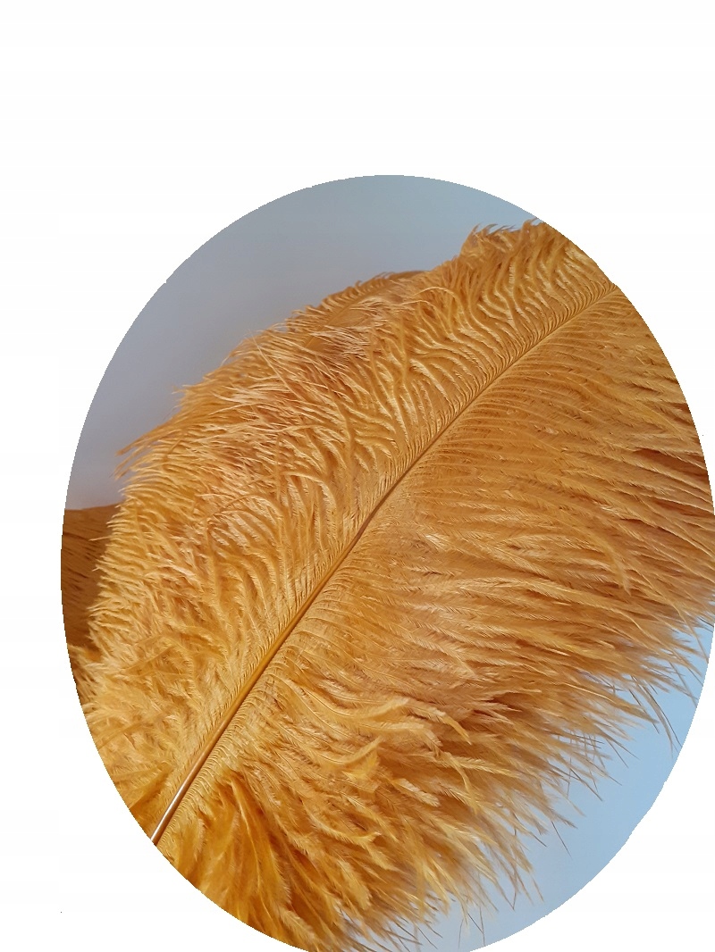 

Strusie pióro złote 45-50cm