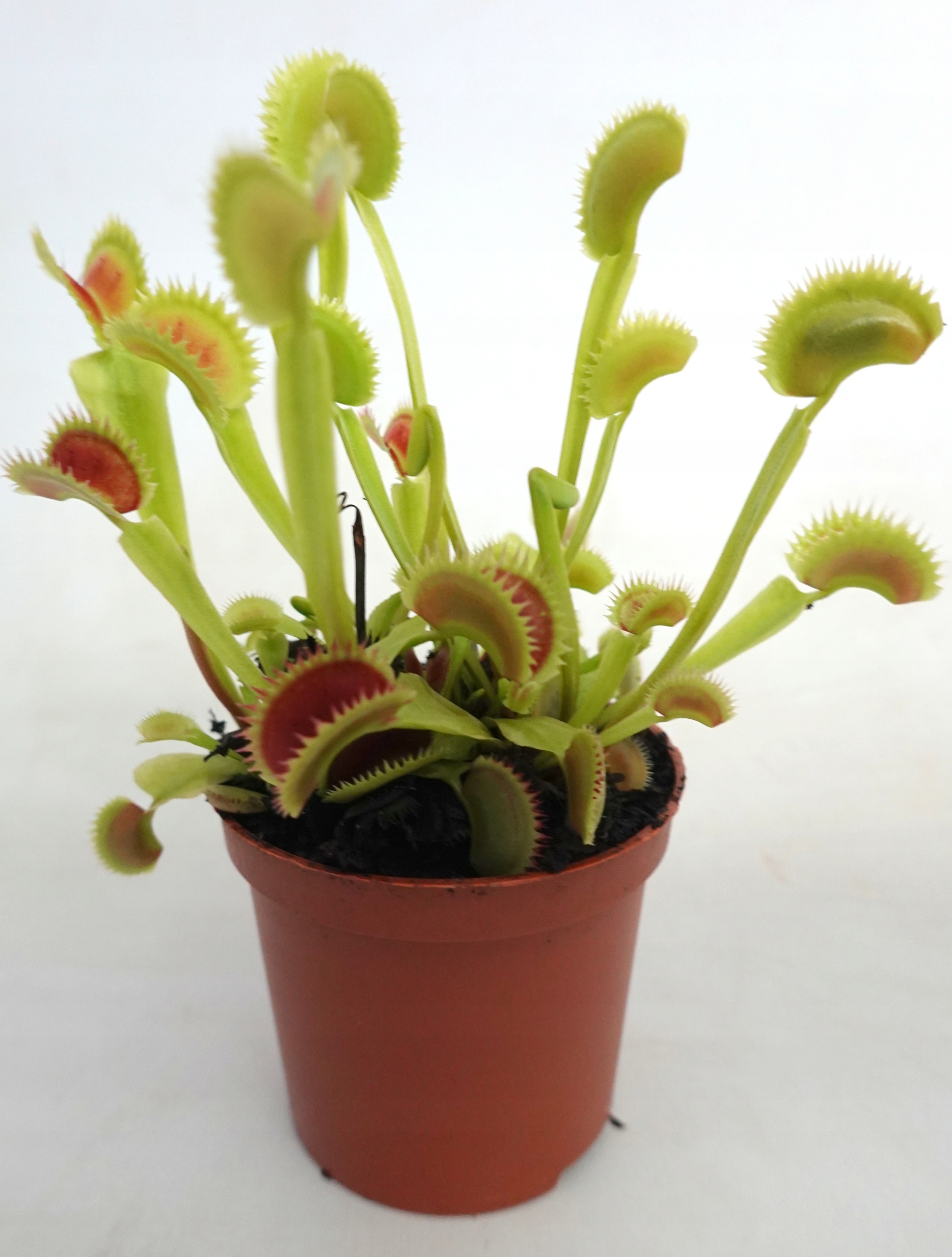 DOROSŁA MUCHOŁÓWKA odm, UK SAWTOOTH II w DONICZCE