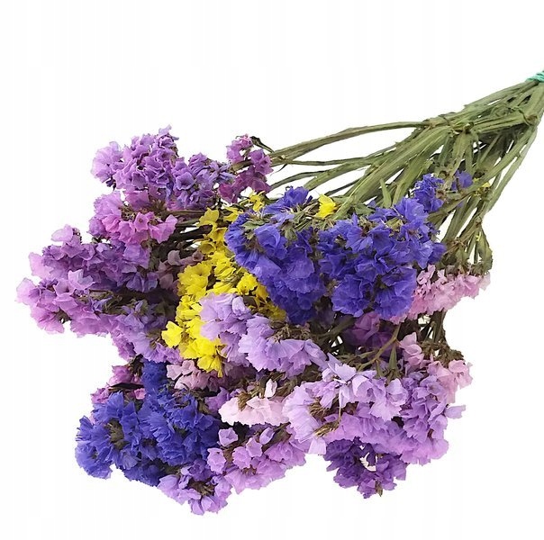 

Zatrwian Wrębny Krótki MIX ~15 cm suszki limonium
