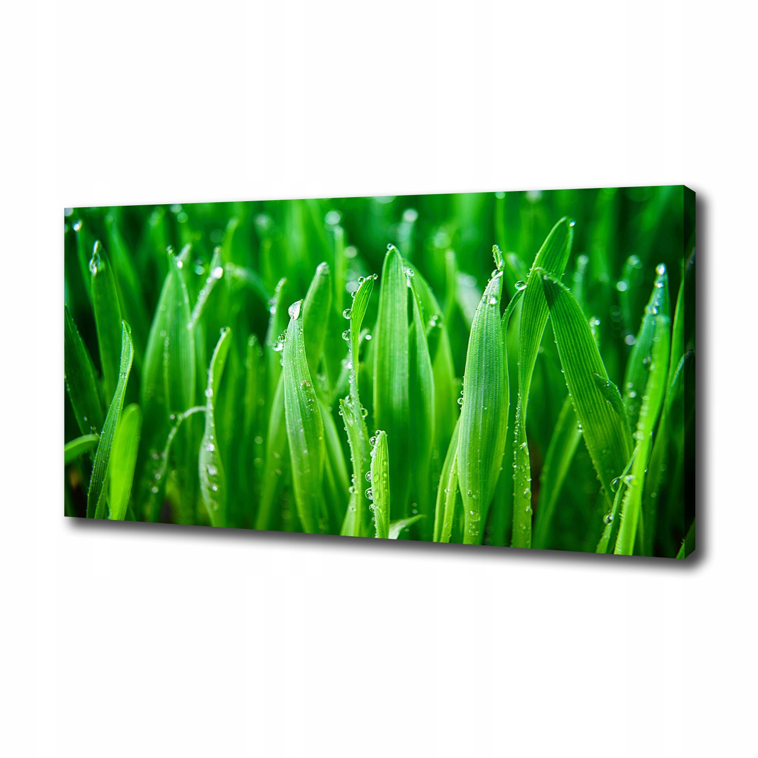 

Foto obraz ze zdjęcia do salonu Trawa 100x50 cm