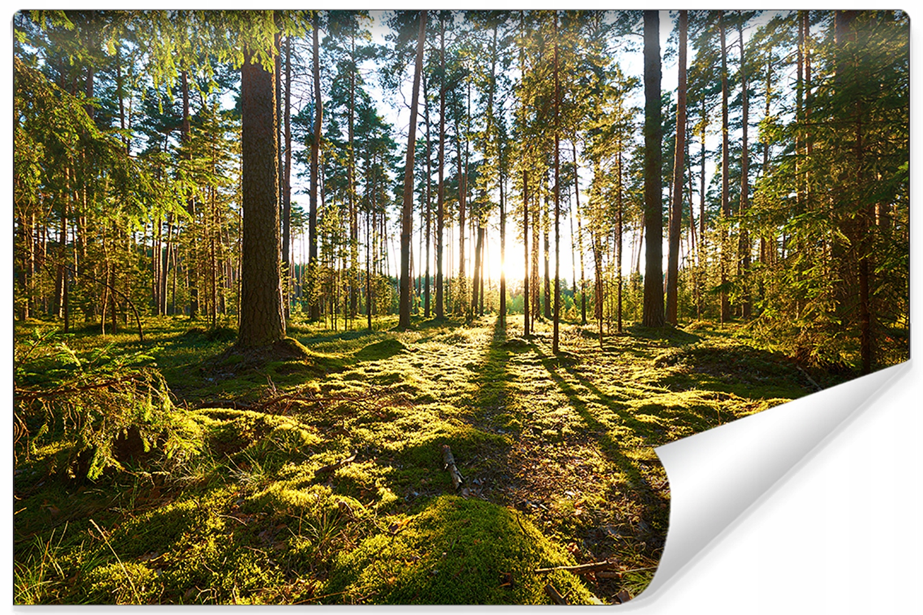 

Fototapeta Las Drzewa Słońce Krajobraz 3D 450x300