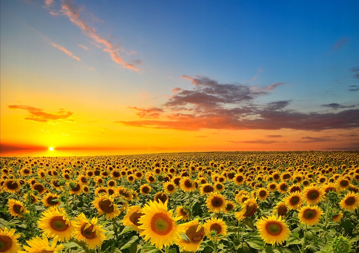 

Fototapeta Flizelinowa Pole słoneczników 208x146