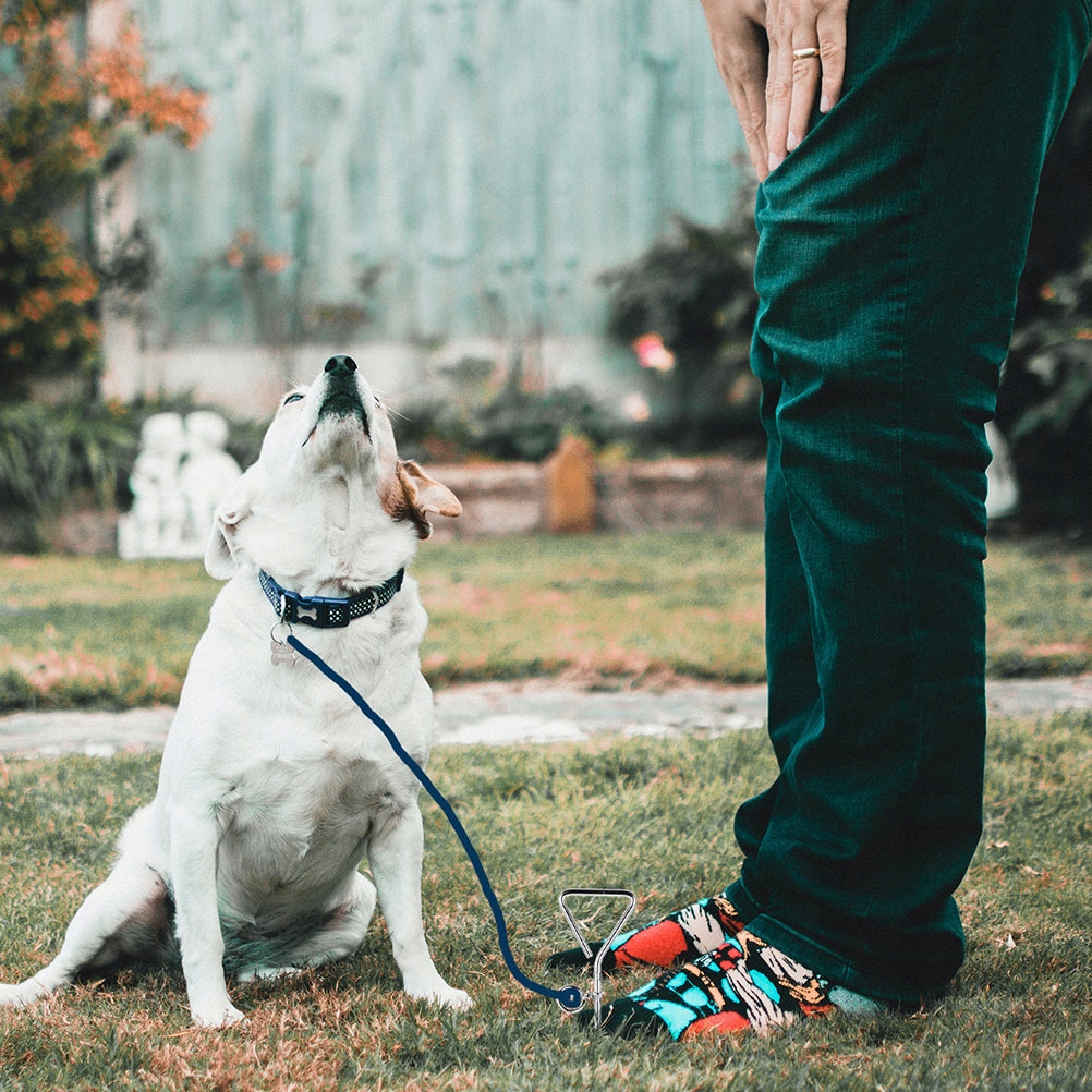 PASEK Z KORKORUTEM STALOWYM PASEK CIĘŻKA SMYCZ ZWIERZĘTA Materiał stelaża/kijów brak informacji