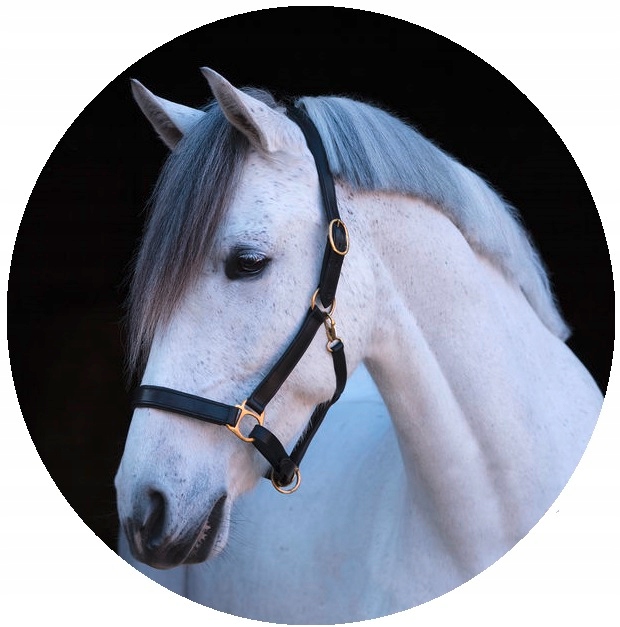 Pony 1 MOCNY KANTAR SKÓRZANY ZE SKÓRY DLA KONIA KONI UZDA CZARNY