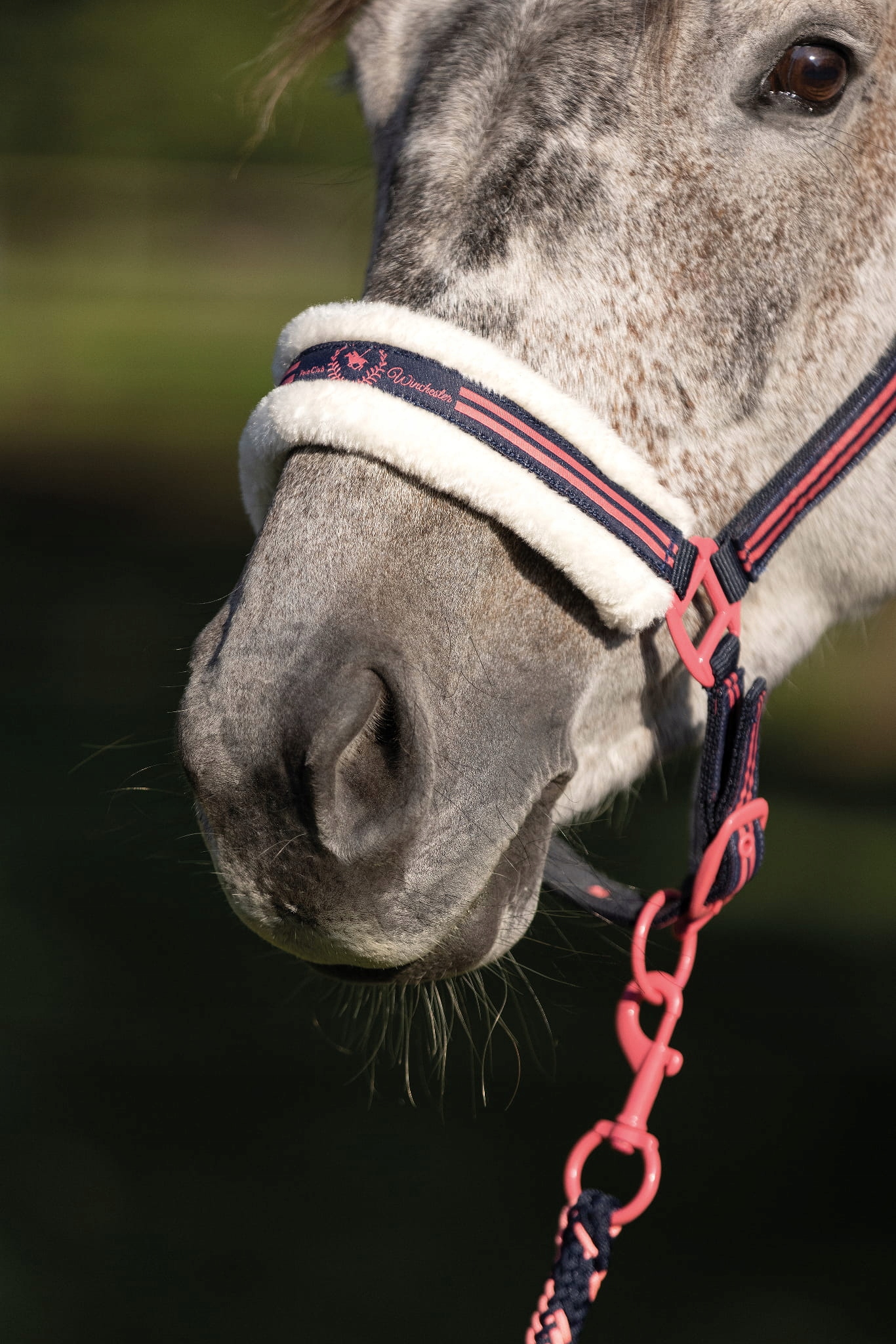Kantar Hkm Classic Polo Granat pony