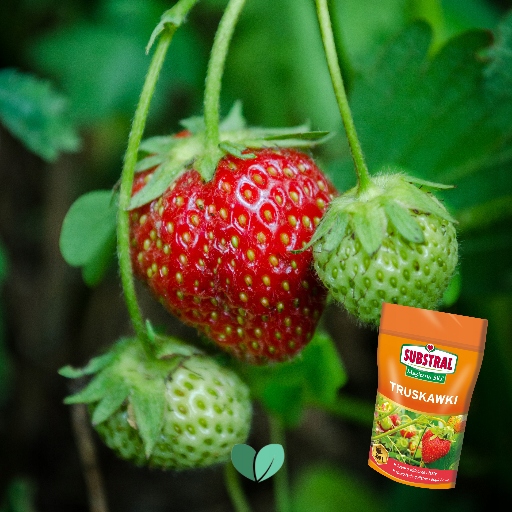 MAGICZNA SIŁA NAWÓZ DO TRUSKAWEK 350g SUBSTRAL Forma proszek