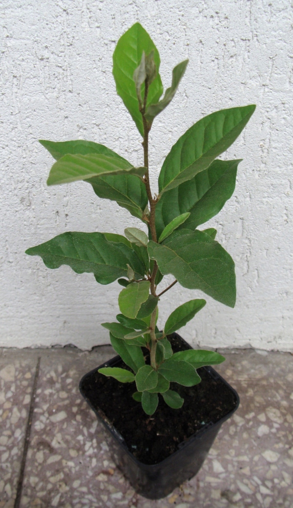 OLIWNIK WIELOKWIATOWY - sadzonki w doniczkach !!! Rodzaj rośliny Inny