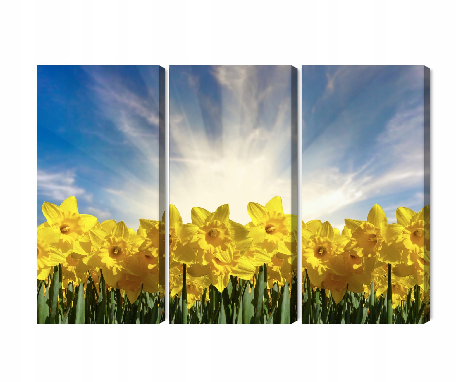 Vícedílný obraz Pole narcisů 3D Canvas 180x120