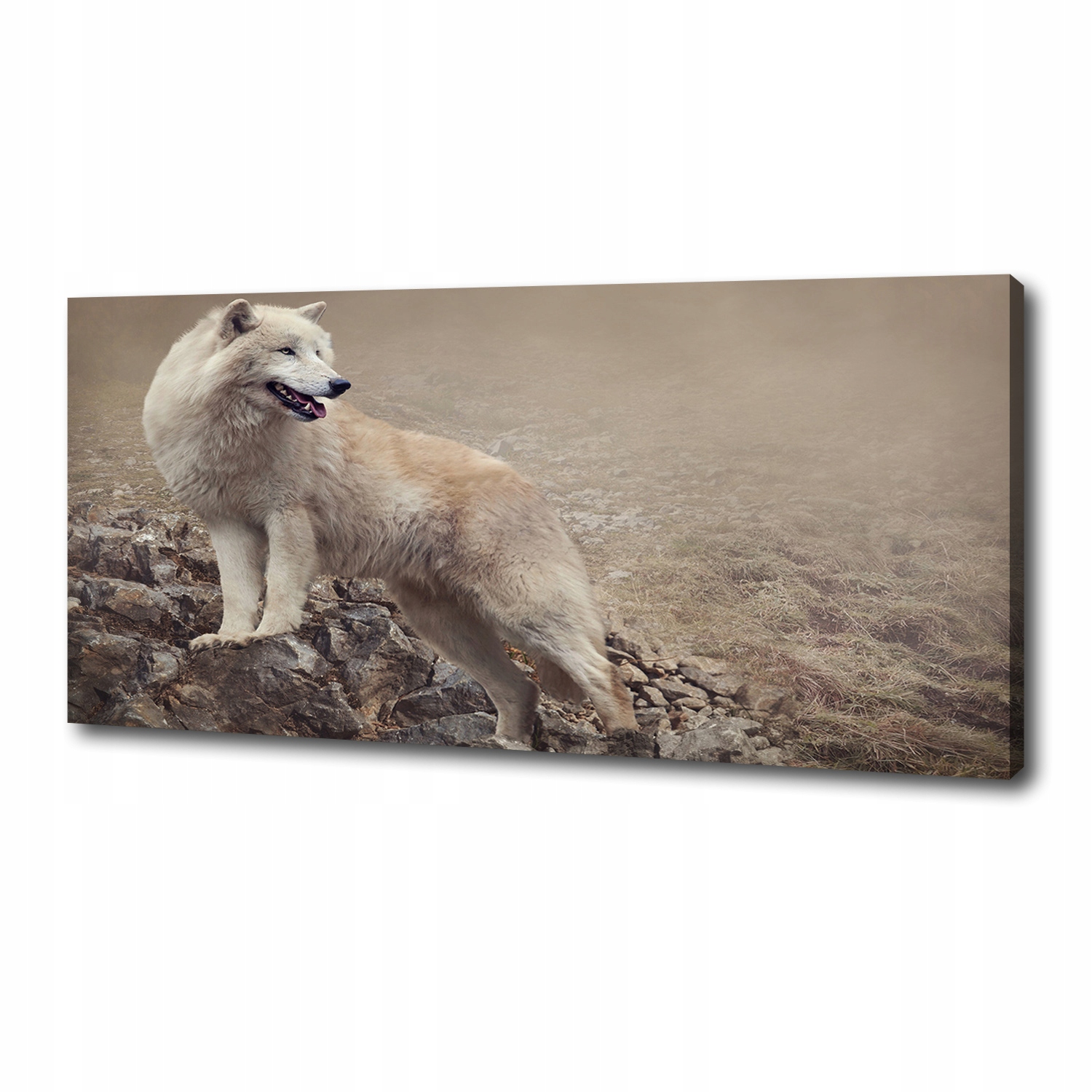 

Foto obraz na płótnie Biały wilk na skale 125x50cm