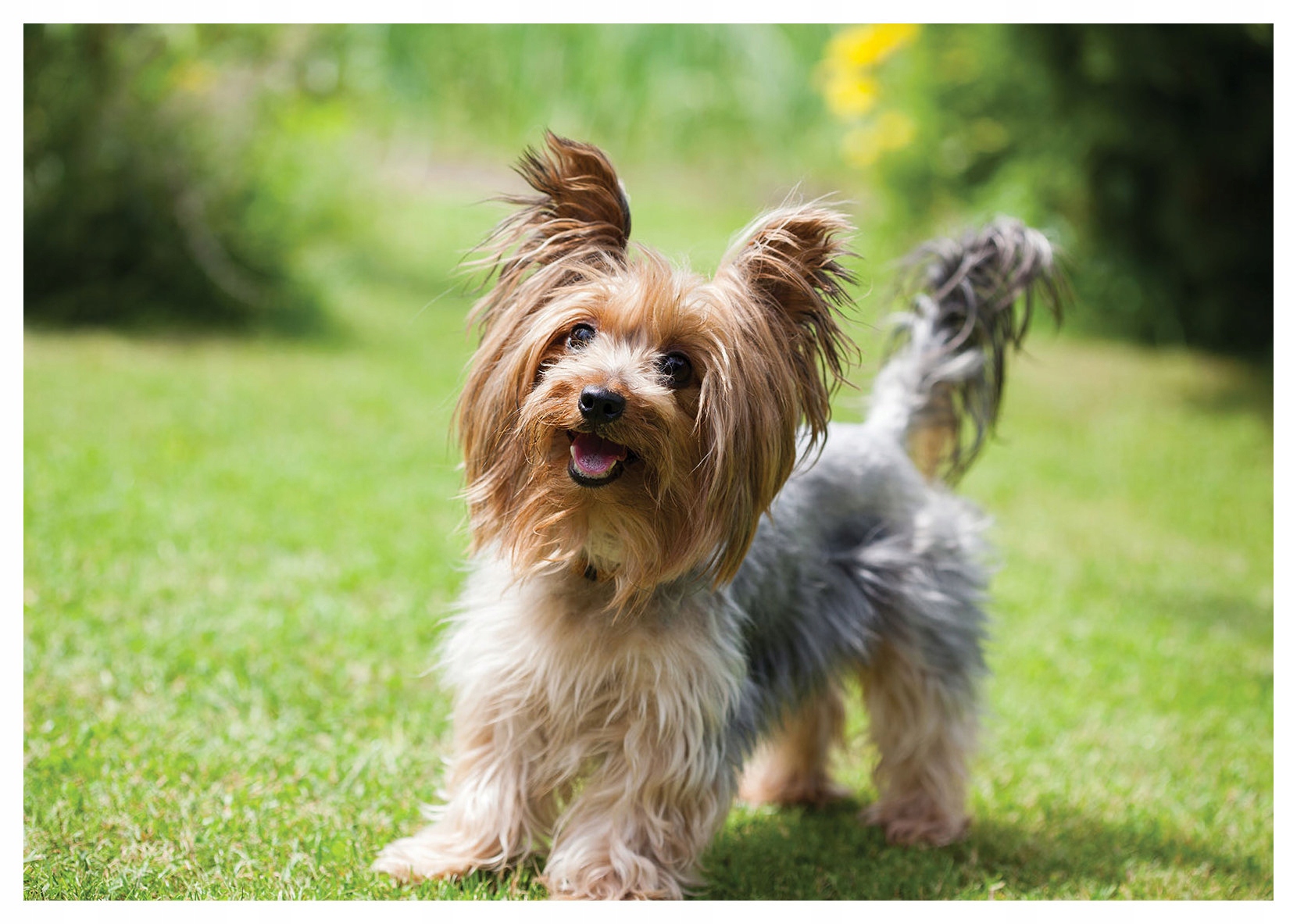 Vliesová fototapeta Pejsek v zelené barvě radostný přítel 300x210 lepidlo