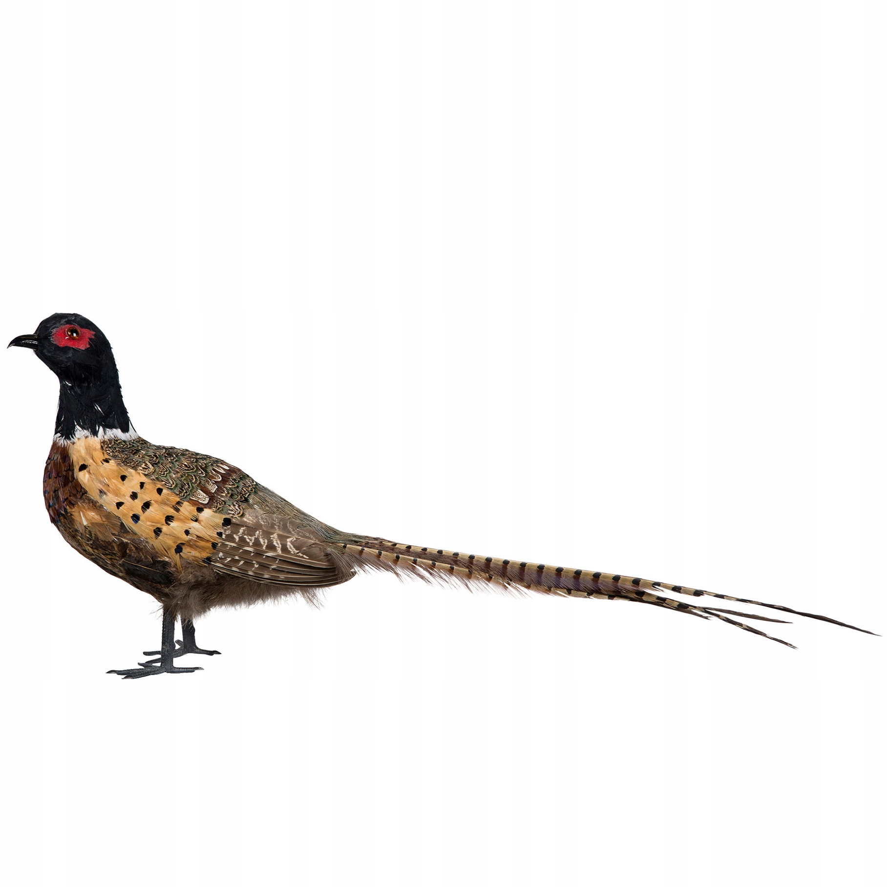 Figúrka Bažant Replika Vták 70 cm Dekoračná Realistická Vypnutá Veľká