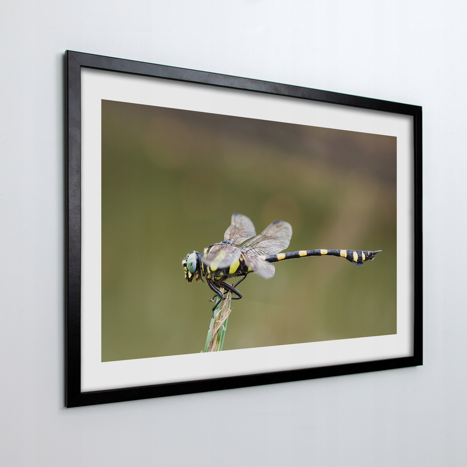 

Foto-obraz w ramie na ścianę Ważka owad 100x70 cm