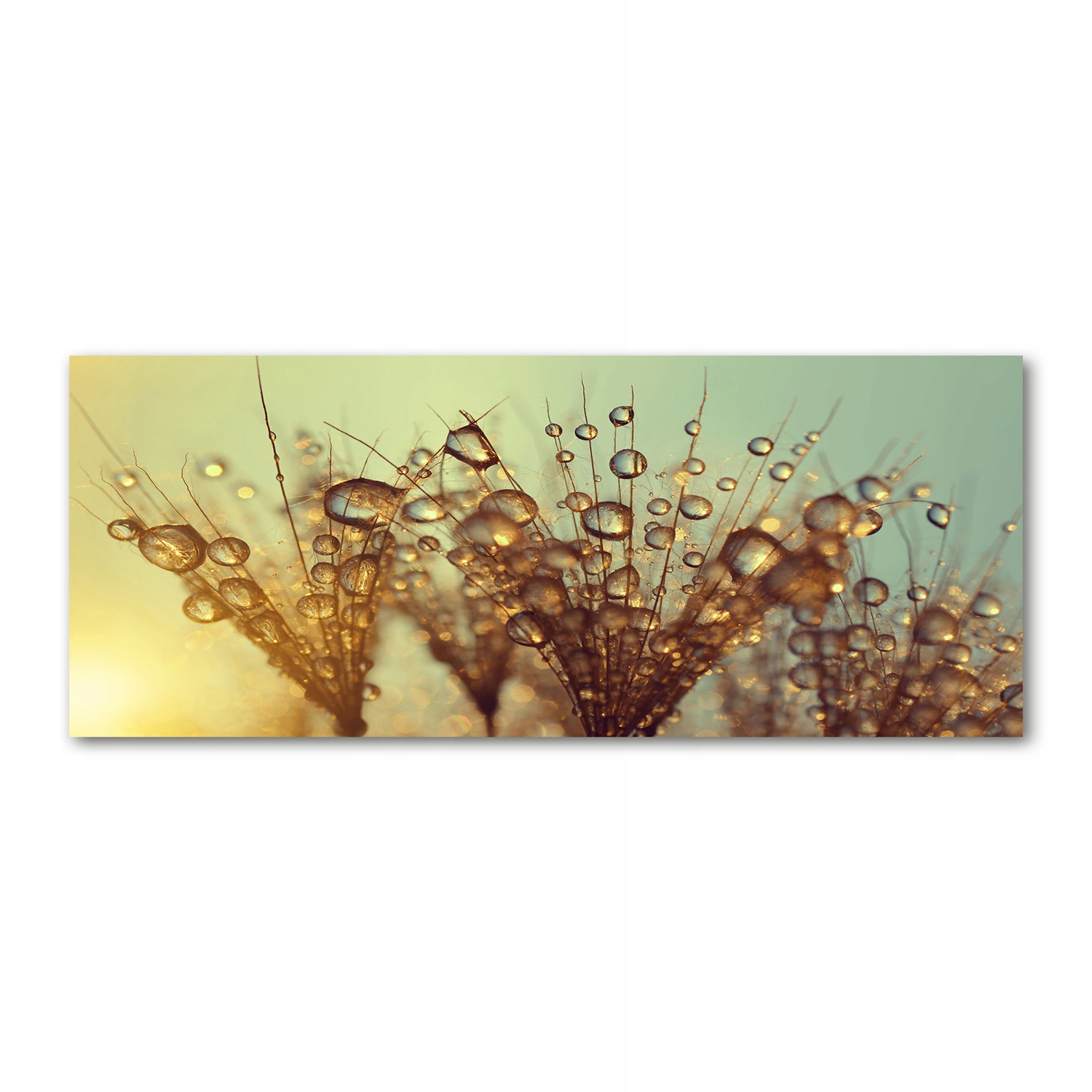 

Foto obraz szkło akryl Nasiona dmuchawca 125x50 cm