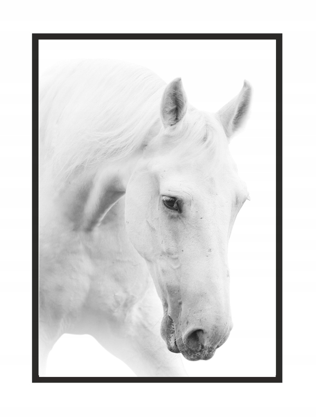 

Obraz, Plakat W Ramie 73x53 cm Koń P500
