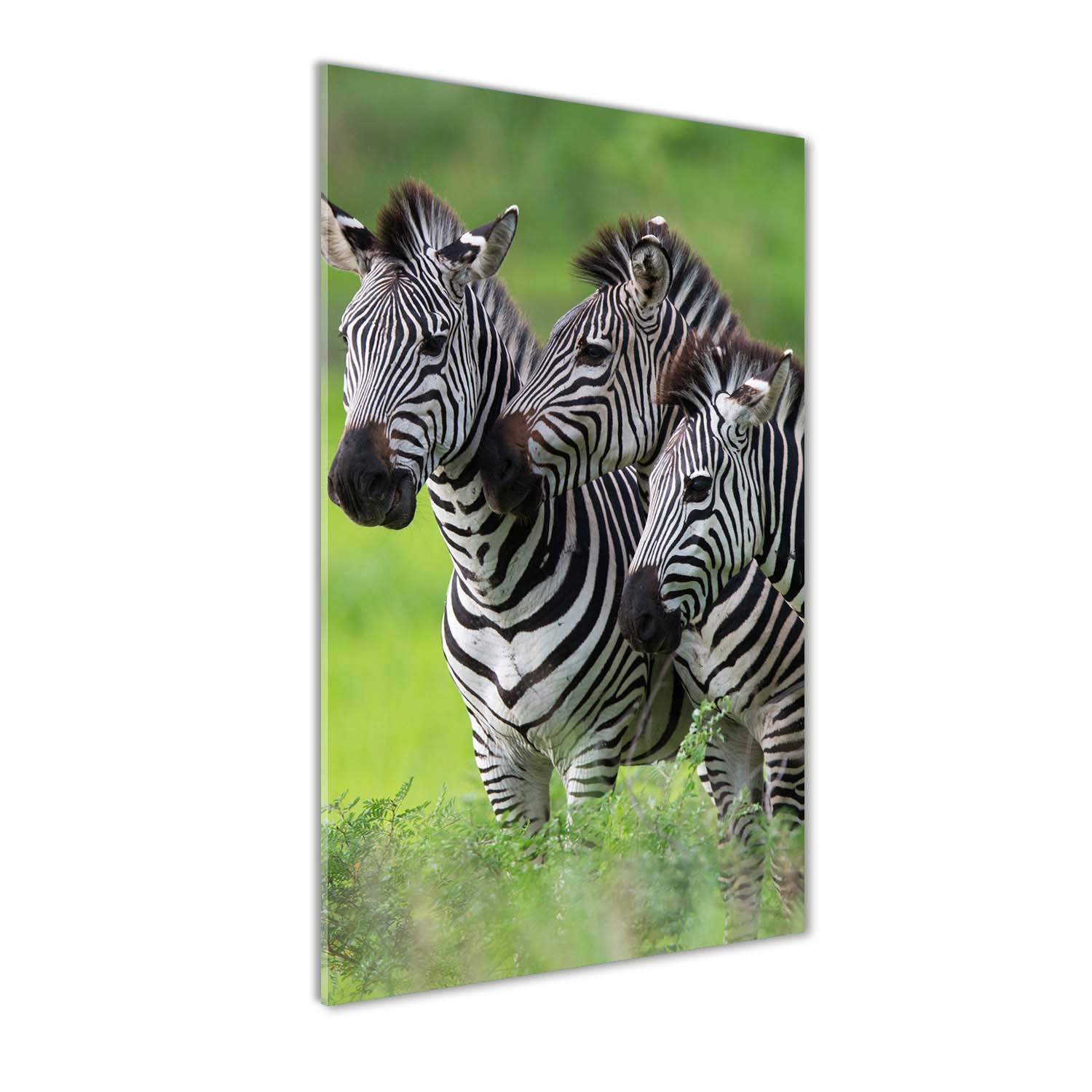 

Foto obraz akrylowy na ścianę Trzy zebry 60x120cm