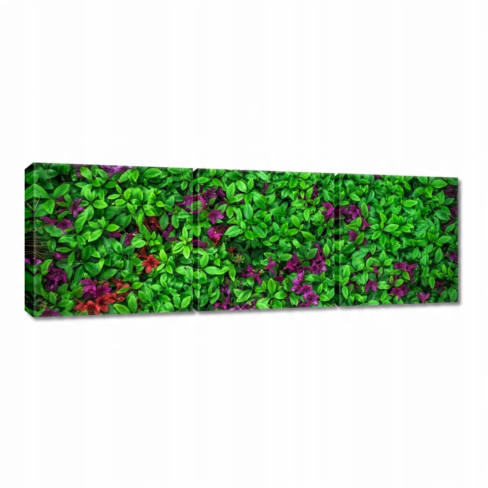 

Obrazy 60x20 Azalia ogrodowa