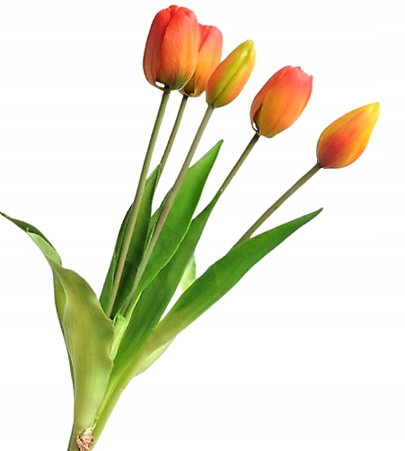

Tulipan Tulipany jak Żywe Silikonowe Rozne