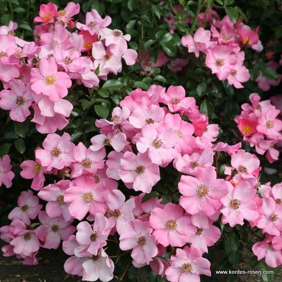 Róża rabatowa FORTUNA - Doniczka 2 l.