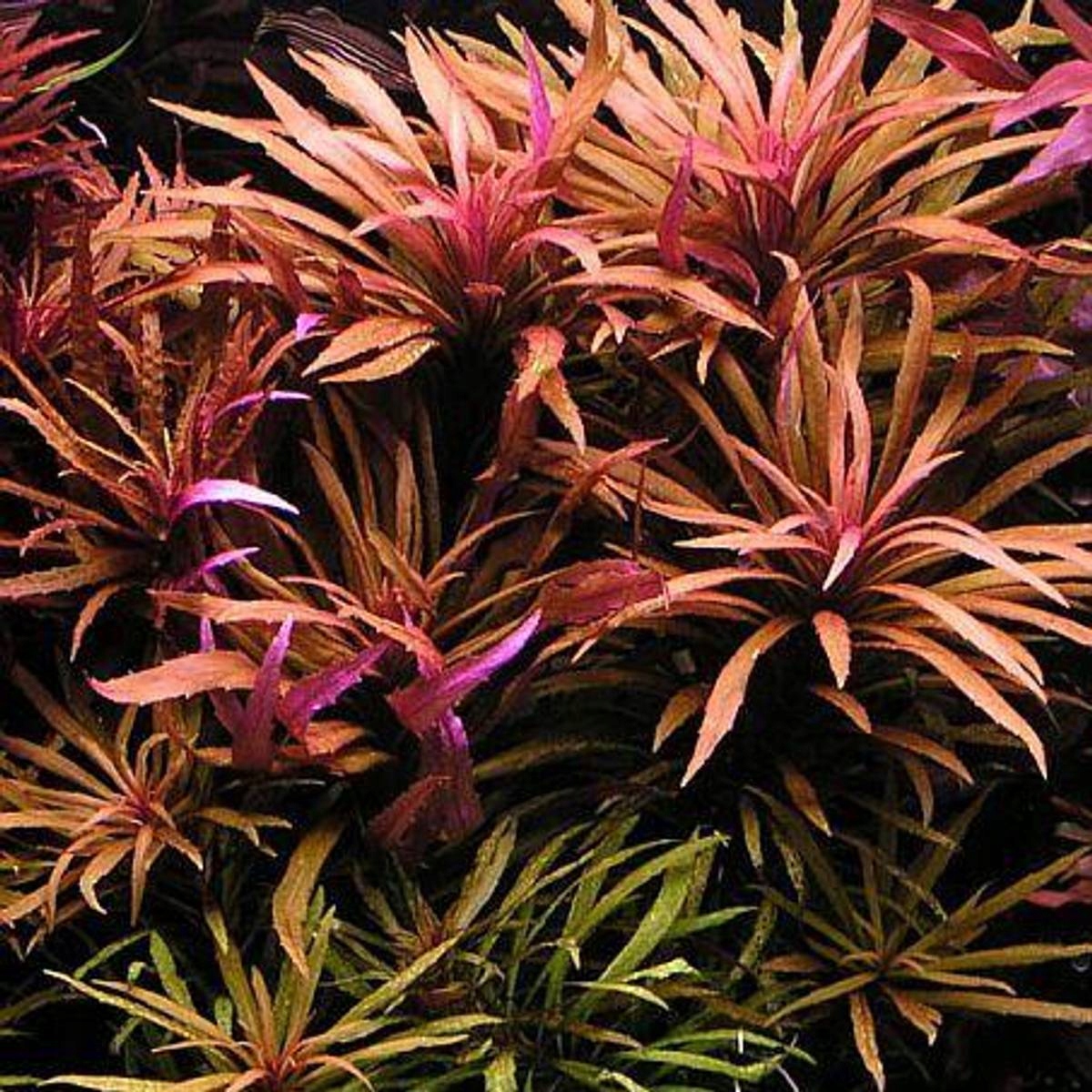 Pogostemon Kimberly hodowla podwodna