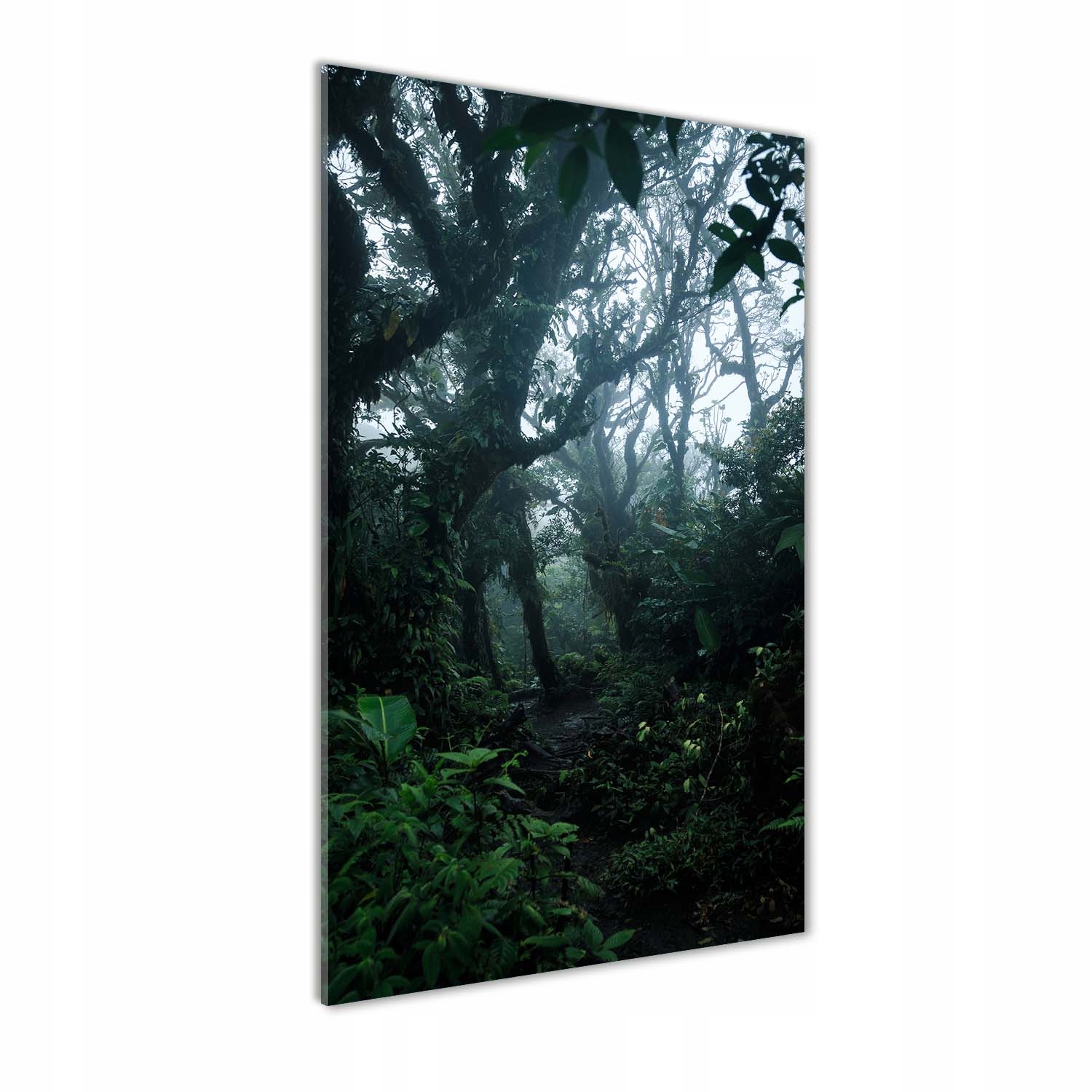 

Foto obraz akrylowy do salonu Las deszczowy 70x140
