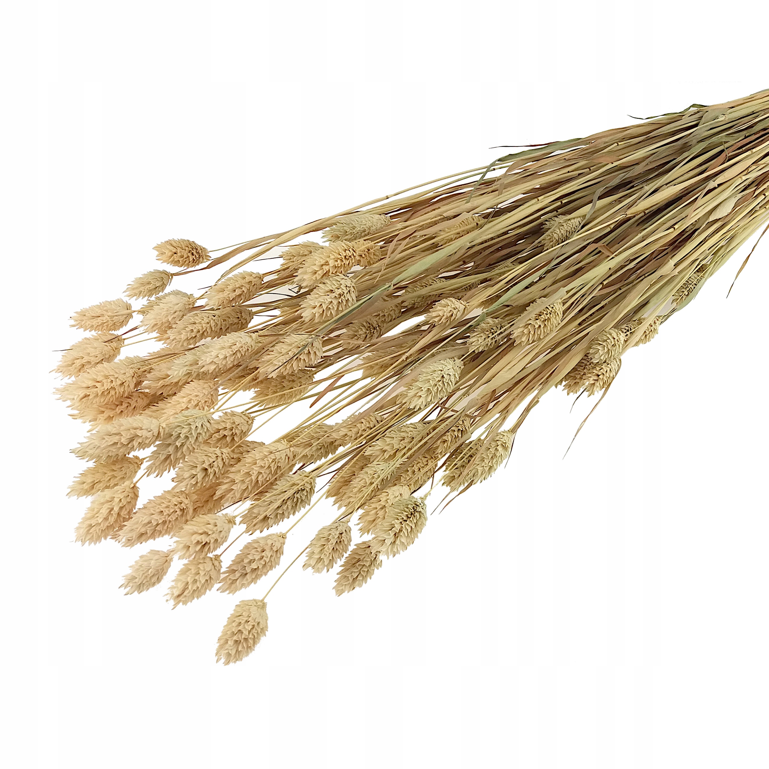 

Kanar Naturalny Długi Phalaris trawa suszki eko