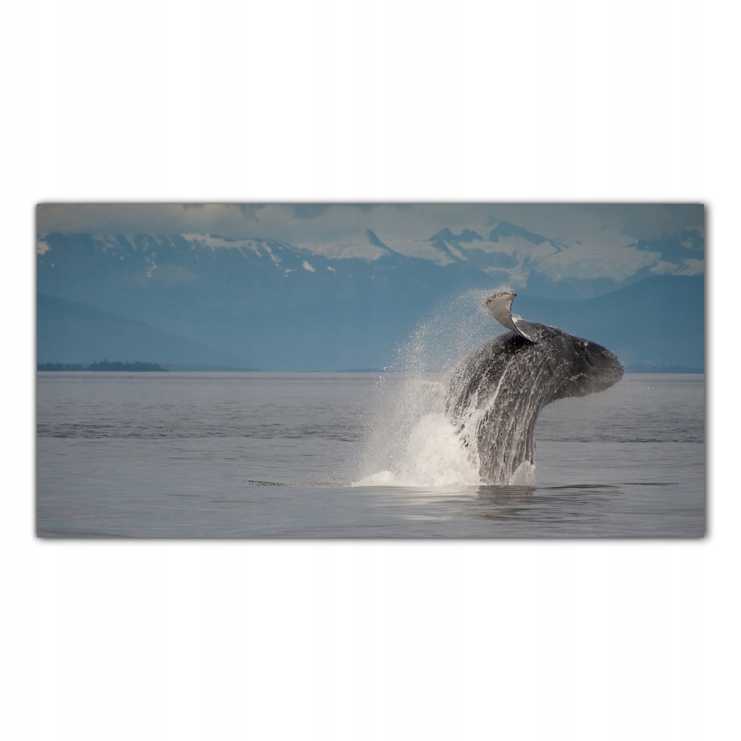 

Obraz na szkle Foto Wieloryb Ocean Zwierzę 100x50