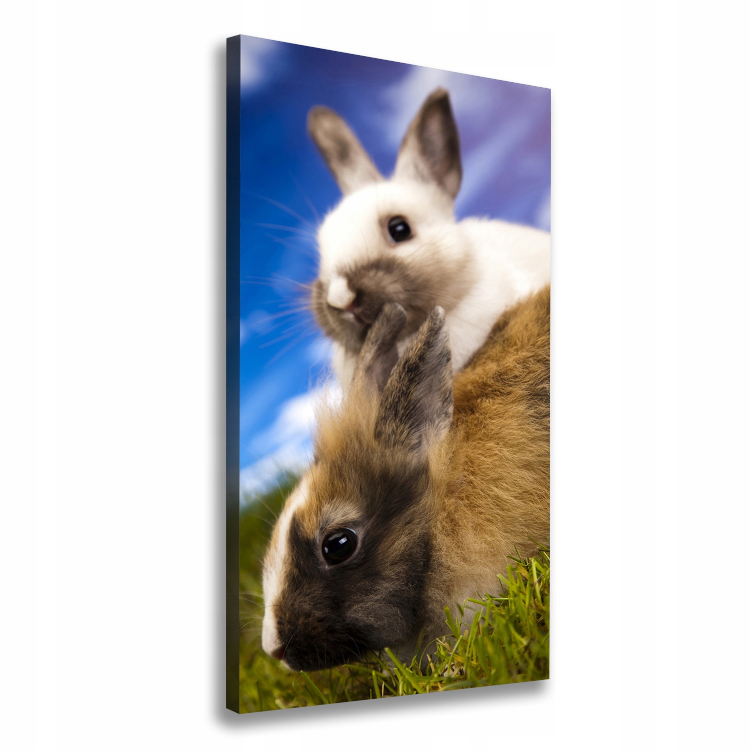 

Foto obraz na płótnie do salonu Dwa króliki 60x120