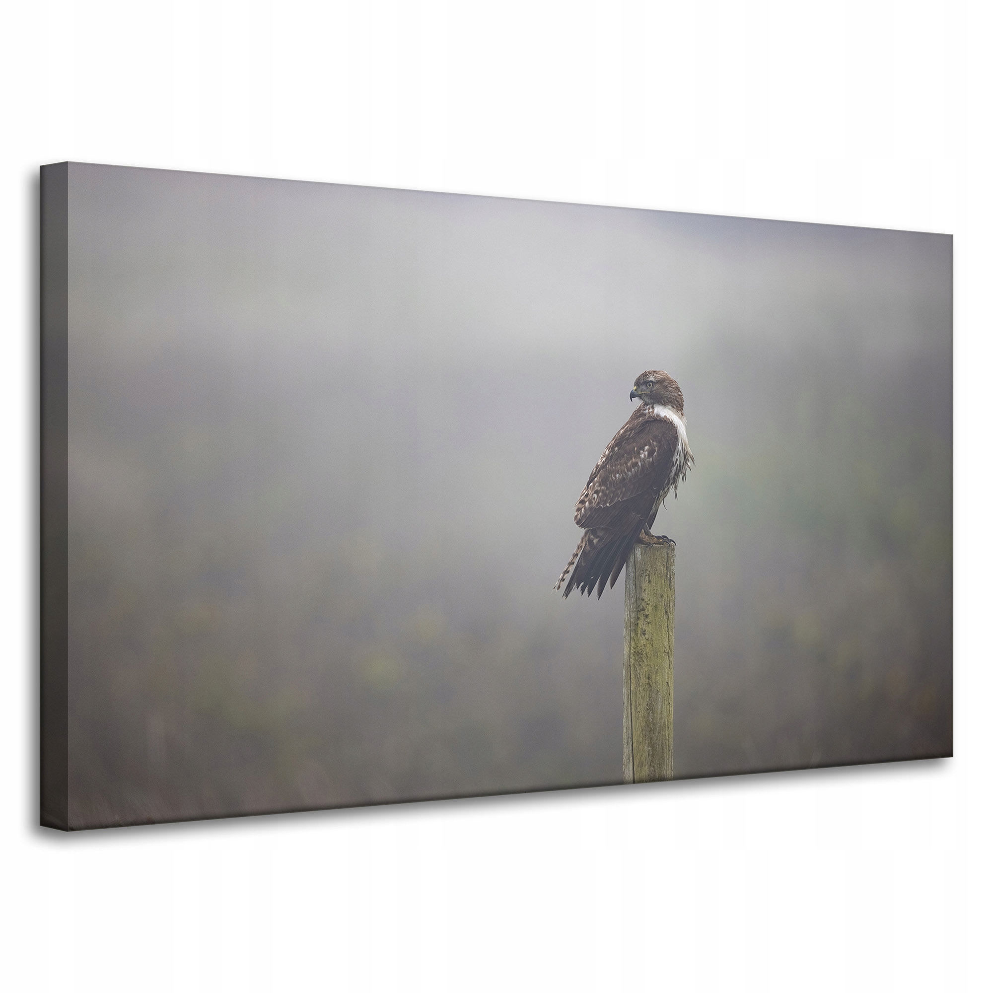 Obraz Canvas Zvířata Jestřáb na plátně 100x60