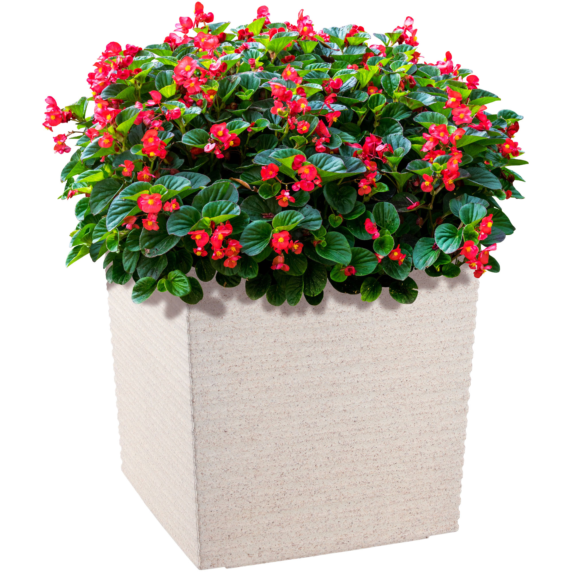 DONICZKA DONICA OSŁONKA Z WKŁADEM KOLORY 19 cm