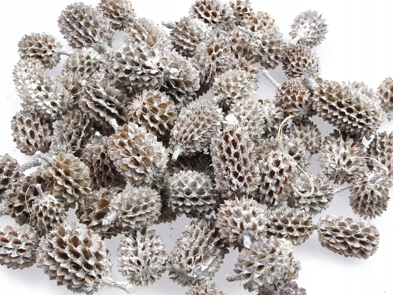 

Szyszki Casurina Szyszka Bielona 2-4cm 100g Susz