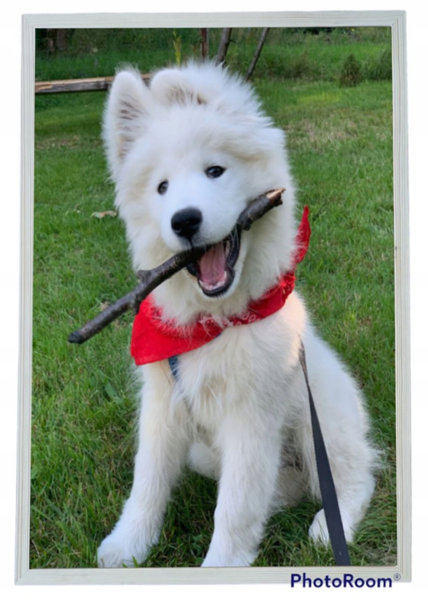 RAMA 40x60 FOTO RAMKA DREWNIANA 40/60