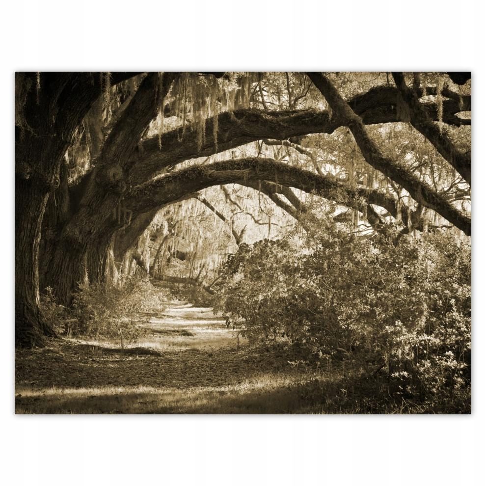 

Plakat 40x30 Dęby w parku Sepia
