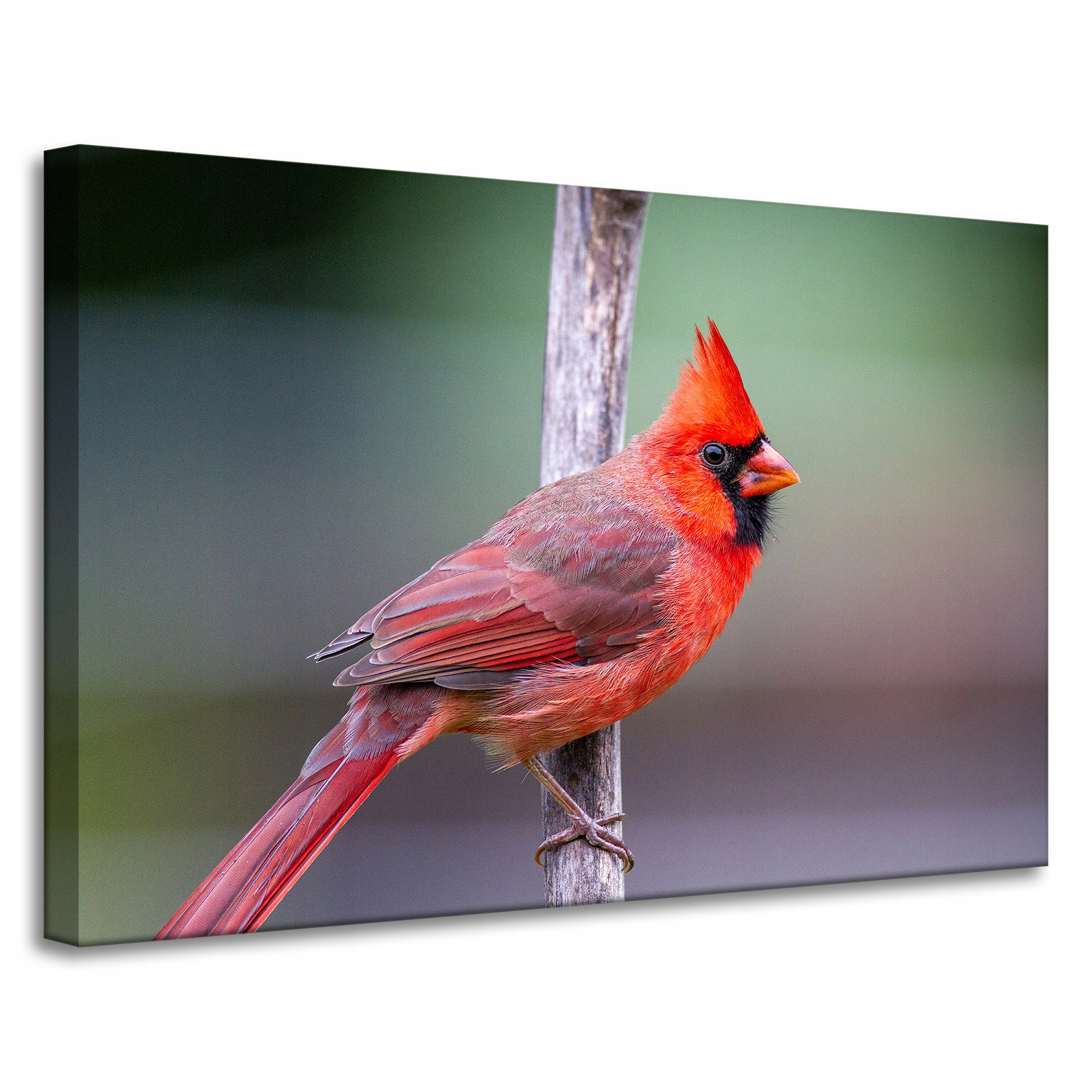 Obraz na plátně Zvířata Pták kardinál 90x60 cm