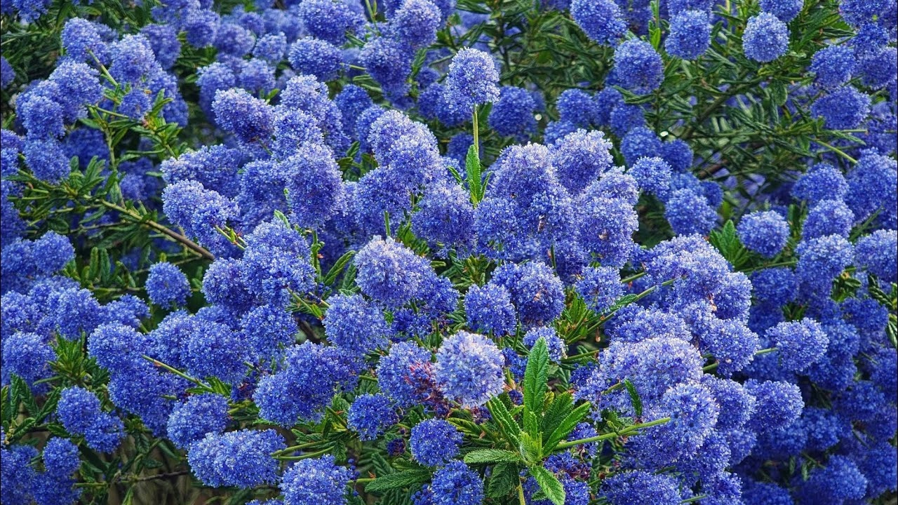 VICTORIA BLUE EVERGREEN P9 palánta Gyártó egyéb