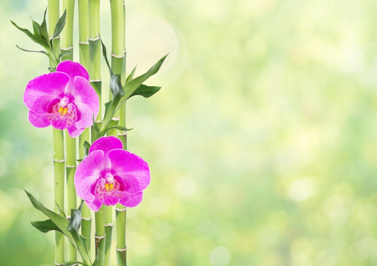 

Fototapeta Flizelinowa Orchidea i Bambus 208x146