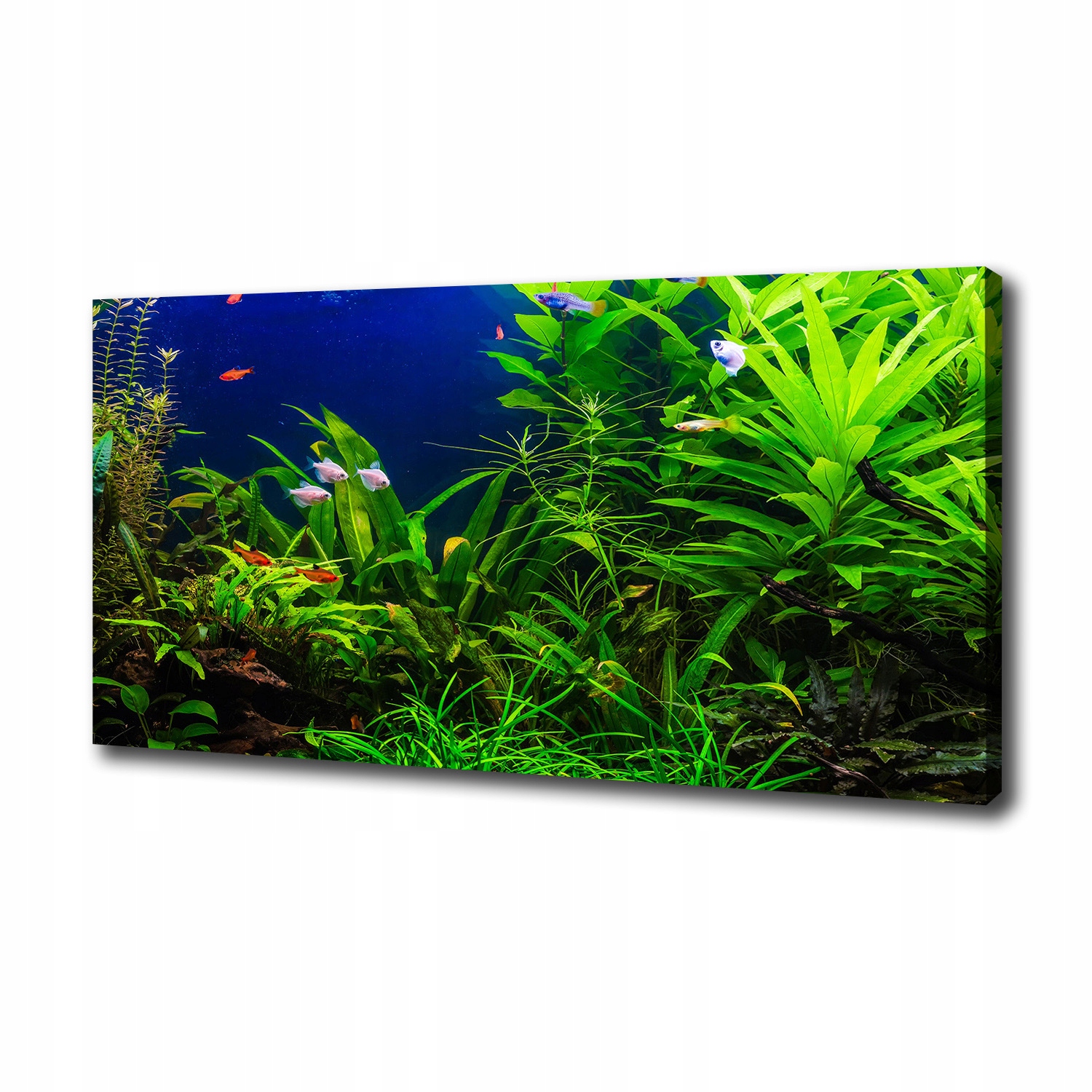 

Foto obraz na płótnie Ryby w akwarium 100x50 cm